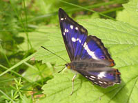Purple Emperor (Apatura iris)