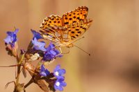 Queen of Spain Fritillary (Issoria lathonia)