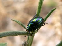 Rainbow leaf beetle or Snowdon beetle (Chrysolina cerealis)