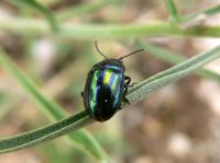 Rainbow leaf beetle or Snowdon beetle (Chrysolina cerealis)