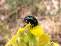 Rainbow leaf beetle or Snowdon beetle (Chrysolina cerealis)