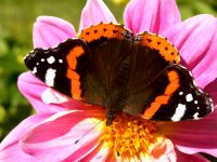 Red Admiral (Vanessa atalanta)