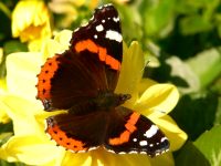 Red Admiral (Vanessa atalanta)