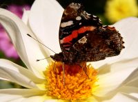 Red Admiral (Vanessa atalanta)