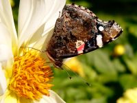 Red Admiral (Vanessa atalanta)