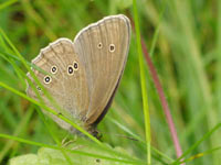 Ringlet (Aphantopus hyperantus)