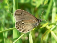 Ringlet (Aphantopus hyperantus)