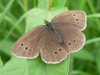 Ringlet (Aphantopus hyperantus)