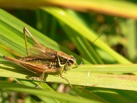Roesel's bush-cricket (Metrioptera roeselii)