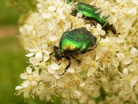 Rose chafer (Cetonia aurata)