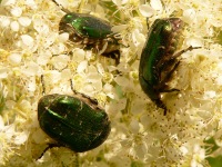 Rose chafer (Cetonia aurata)