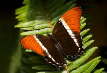 Rusty-tipped Page (Siproeta epaphus)