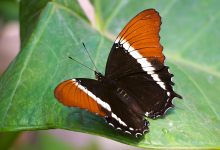 Rusty-tipped Page (Siproeta epaphus)