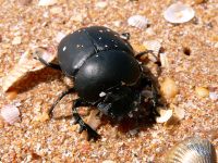 Scarab (Scarabaeus typhon)