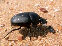 Scarab (Scarabaeus typhon)
