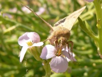 Scarce Bordered Straw (Helicoverpa armigera)