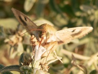 Scarce Bordered Straw (Helicoverpa armigera)