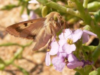 Scarce Bordered Straw (Helicoverpa armigera)