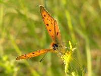 Scarce Copper (Lycaena virgaureae)