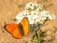 Scarce Copper (Lycaena virgaureae)