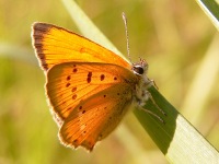 Scarce Copper (Lycaena virgaureae)