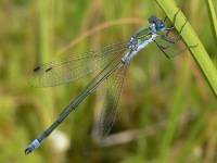 Scarce Emerald Damselfly (Lestes dryas)