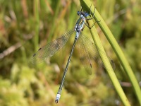 Scarce Emerald Damselfly (Lestes dryas)
