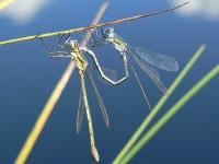Scarce Emerald Damselfly (Lestes dryas)