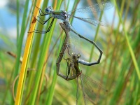 Scarce Emerald Damselfly (Lestes dryas)