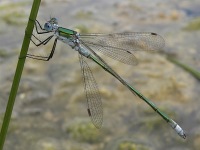 Scarce Emerald Damselfly (Lestes dryas)