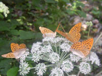 Silver-washed Fritillary (Argynnis paphia)