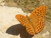 Silver-washed Fritillary (Argynnis paphia)