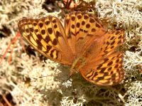 Silver-washed Fritillary (Argynnis paphia)
