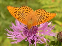 Silver-washed Fritillary (Argynnis paphia)