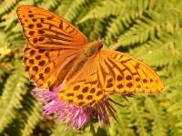 Silver-washed Fritillary (Argynnis paphia)
