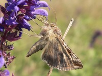 Silver Y (Autographa gamma)