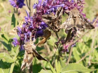 Silver Y (Autographa gamma)