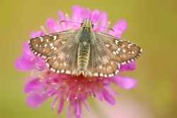 Oberthür's Grizzled Skipper (Pyrgus armoricanus)
