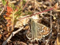 Oberthür's Grizzled Skipper (Pyrgus armoricanus)