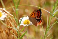 Small Copper (Lycaena phlaeas)