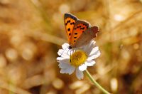 Small Copper (Lycaena phlaeas)