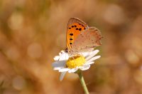 Small Copper (Lycaena phlaeas)