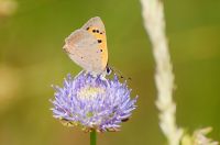 Small Copper (Lycaena phlaeas)