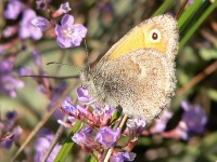 Small Heath (Coenonympha pamphilus)