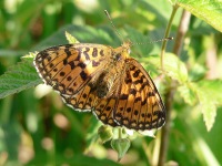 Small Pearl-bordered Fritillary (Boloria selene)