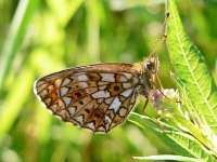 Small Pearl-bordered Fritillary (Boloria selene)