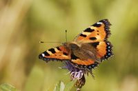 Small Tortoiseshell (Aglais urticae)