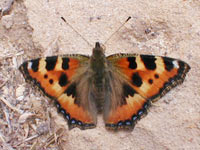Small Tortoiseshell (Aglais urticae)