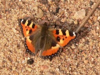 Small Tortoiseshell (Aglais urticae)