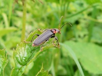 Cantharis fusca